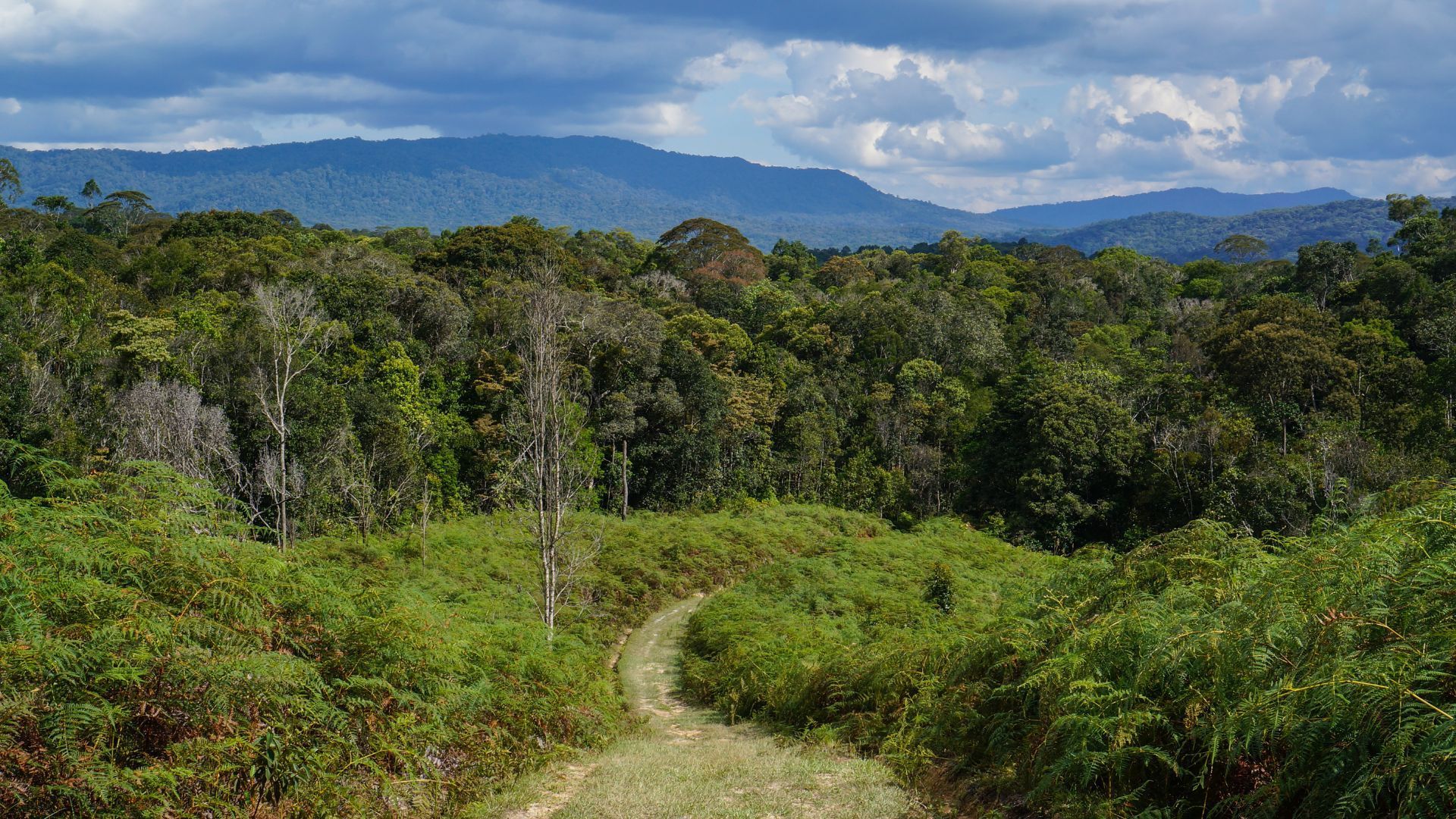 kelabit