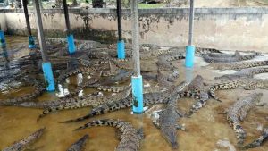 Crocodile Farm At Teluk Sengat