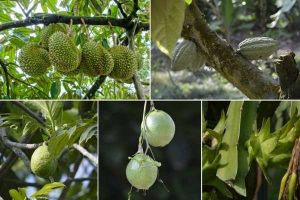 Desaru Fruit Farm