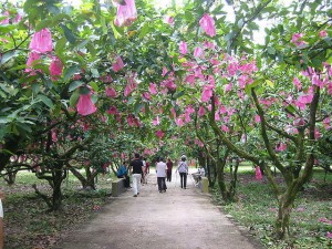 Desaru Fruit Farm